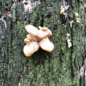 mushroom growing on tree trunk.