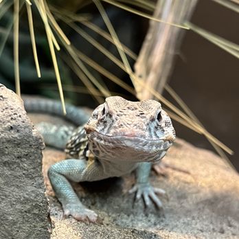 Lizard at the Reptarium Zoo.