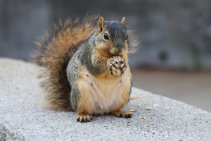 image of squirrel holding nut.