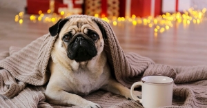 Canines Pug sitting with blanket & cup of Cocoa near him.