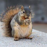 image of squirrel holding nut.