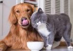 Pet Food for Fines Pet Food for Fines