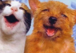 shelter pet art contest shelter pet art contest